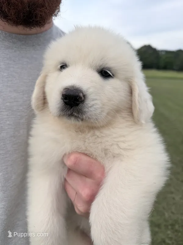 HP – Great Pyrenees puppy for sale in Hope, AR
