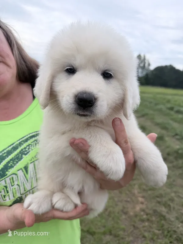 LP – Great Pyrenees puppy for sale in Hope, AR