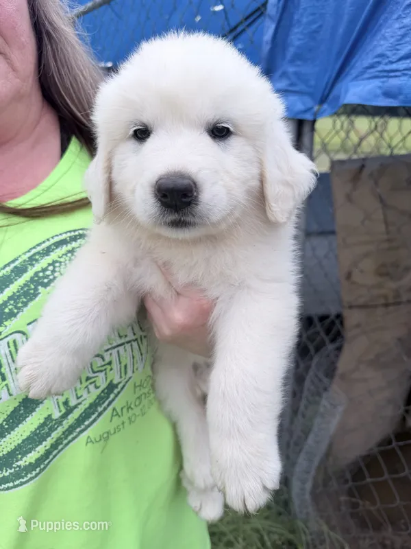 Orange – Great Pyrenees puppy for sale in Hope, AR