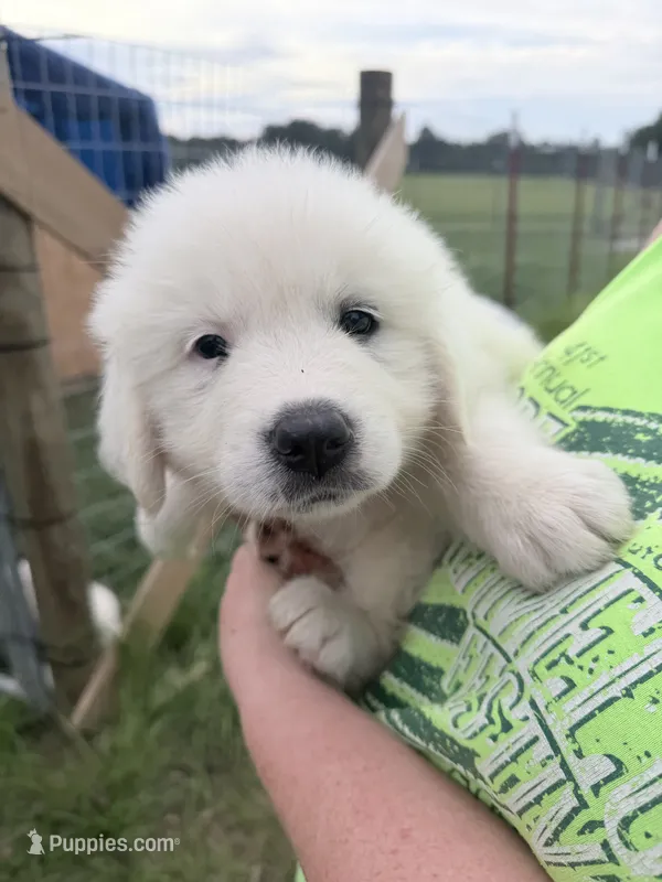 Yellow – Great Pyrenees puppy for sale in Hope, AR