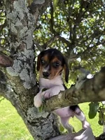 Little Bella, a female Beagle for sale in Newport, ME – 4 of 4