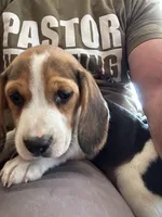 Jaun Beagle Bailey, a male Beagle for sale in Newport, ME – 3 of 7