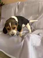 Sam Beagle Baily, a male Beagle for sale in Newport, ME – 3 of 9