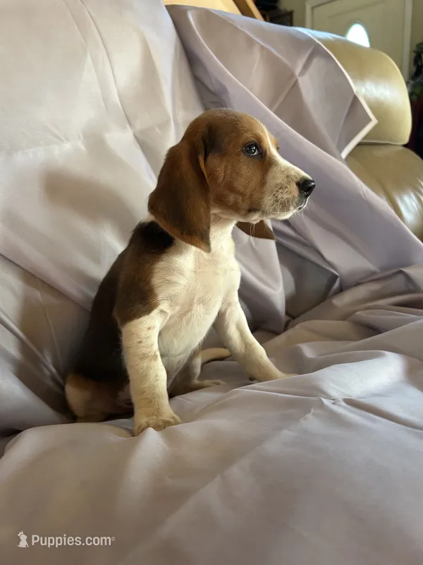 Chester Beagle Bailey – Beagle puppy for sale in Newport, ME