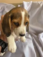 Jaun Beagle Bailey, a male Beagle for sale in Newport, ME – 6 of 7