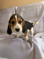 Sam Beagle Baily, a male Beagle for sale in Newport, ME – 4 of 9