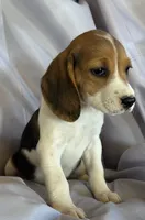 Evanna Beagle Bailey, a female Beagle for sale in Newport, ME – 3 of 5