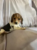 Billy Beagle Bailey, a male Beagle for sale in Newport, ME – 3 of 5