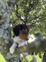 Little Bella, a female Beagle for sale in Newport, ME – 3 of 4