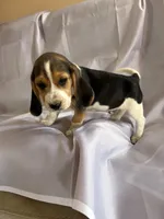 Sam Beagle Baily, a male Beagle for sale in Newport, ME – 9 of 9