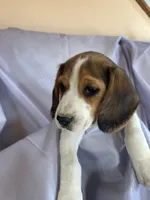 Jaun Beagle Bailey, a male Beagle for sale in Newport, ME – 5 of 7