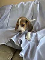 Jaun Beagle Bailey, a male Beagle for sale in Newport, ME – 1 of 7