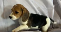 Evanna Beagle Bailey, a female Beagle for sale in Newport, ME – 4 of 5