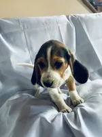 Sam Beagle Baily, a male Beagle for sale in Newport, ME – 6 of 9