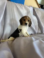 Billy Beagle Bailey, a male Beagle for sale in Newport, ME – 5 of 5