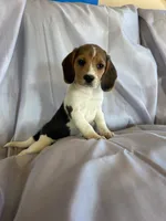 Billy Beagle Bailey, a male Beagle for sale in Newport, ME – 4 of 5