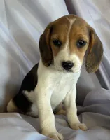 Evanna Beagle Bailey, a female Beagle for sale in Newport, ME – 5 of 5