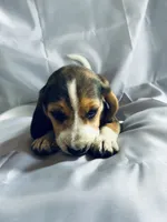 Sam Beagle Baily, a male Beagle for sale in Newport, ME – 8 of 9