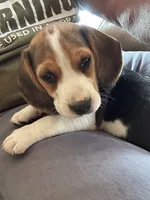 Jaun Beagle Bailey, a male Beagle for sale in Newport, ME – 4 of 7