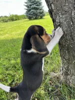 Baby Jewel, a female Beagle for sale in Newport, ME – 3 of 4