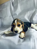 Sam Beagle Baily, a male Beagle for sale in Newport, ME – 7 of 9