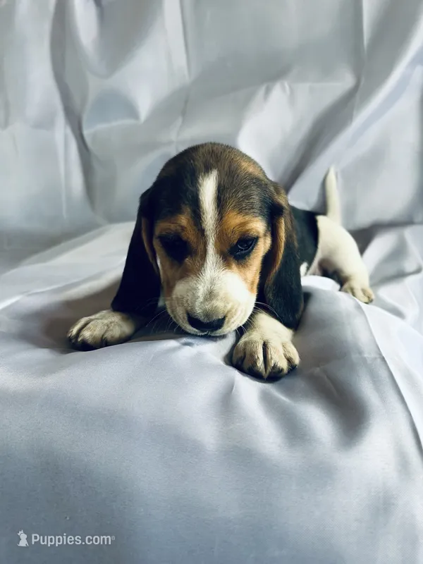 Sam Beagle Baily – Beagle puppy for sale in Newport, ME