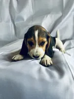 Sam Beagle Baily, a male Beagle for sale in Newport, ME – 1 of 9