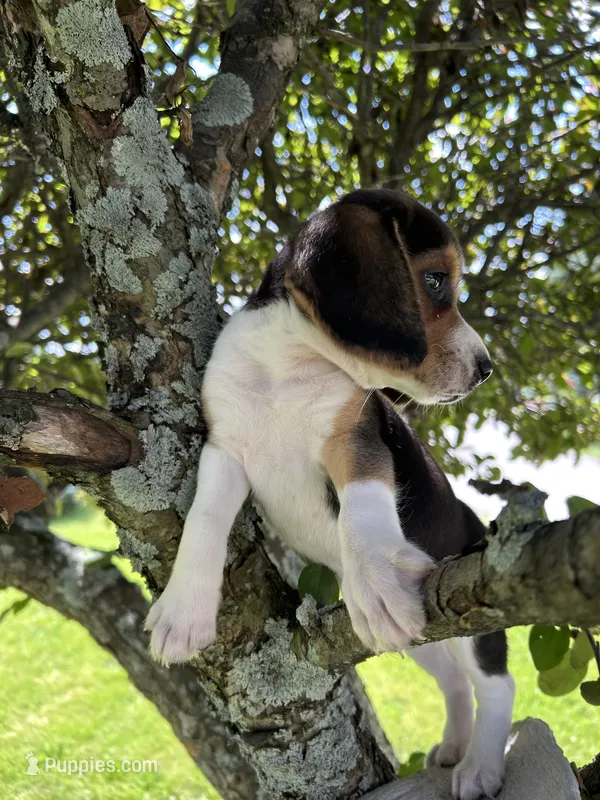 Baby Jewel – Beagle puppy for sale in Newport, ME