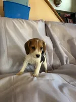 Billy Beagle Bailey, a male Beagle for sale in Newport, ME – 2 of 5