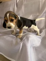 Sam Beagle Baily, a male Beagle for sale in Newport, ME – 2 of 9