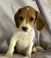 Evanna Beagle Bailey, a female Beagle for sale in Newport, ME – 2 of 5