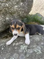 Baby Jewel, a female Beagle for sale in Newport, ME – 4 of 4