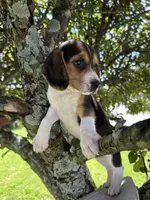 Baby Jewel, a female Beagle for sale in Newport, ME – 2 of 4