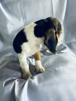 Sam Beagle Baily, a male Beagle for sale in Newport, ME – 5 of 9