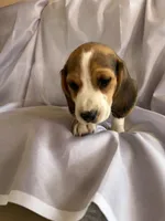 Jaun Beagle Bailey, a male Beagle for sale in Newport, ME – 7 of 7
