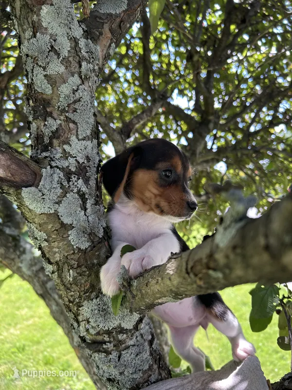 Little Bella – Beagle puppy for sale in Newport, ME
