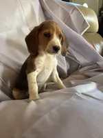 Chester Beagle Bailey, a male Beagle for sale in Newport, ME – 4 of 4