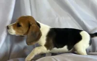 Evanna Beagle Bailey, a female Beagle for sale in Newport, ME – 1 of 5
