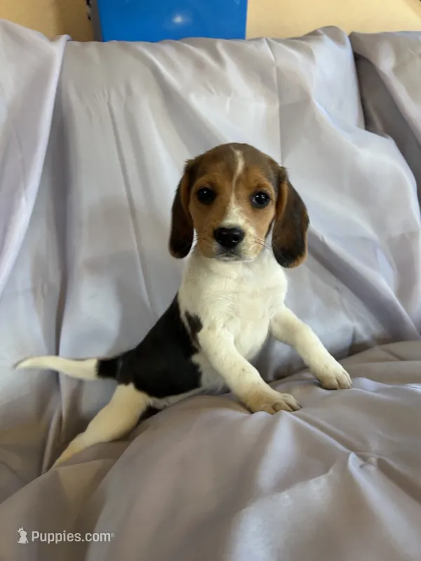 Billy Beagle Bailey – Beagle puppy for sale in Newport, ME
