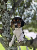 Little Bella, a female Beagle for sale in Newport, ME – 2 of 4