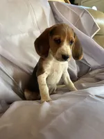 Chester Beagle Bailey, a male Beagle for sale in Newport, ME – 2 of 4