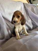 Chester Beagle Bailey, a male Beagle for sale in Newport, ME – 3 of 4