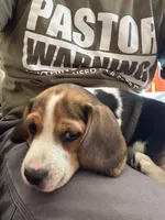Jaun Beagle Bailey, a male Beagle for sale in Newport, ME – 2 of 7