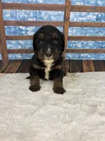 Betty, a female Bernedoodle for sale in Weatherford, TX – 1 of 1