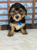 Peter, a male Yorkipoo for sale in Weatherford, TX – 1 of 1