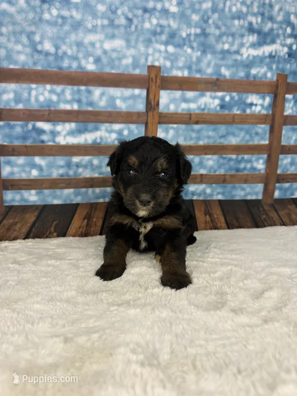 Brooke – Bernedoodle puppy for sale in Weatherford, TX