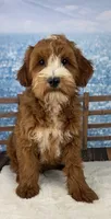 Lenny, a male Miniature Goldendoodle for sale in Weatherford, TX – 1 of 1
