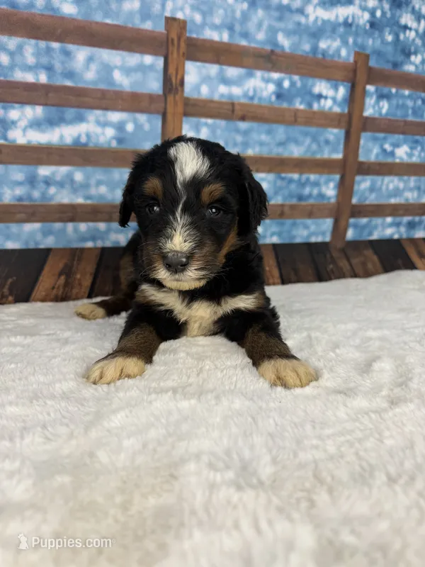Brittney – Bernedoodle puppy for sale in Weatherford, TX