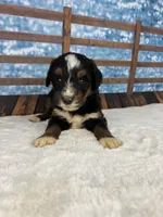 Brittney, a female Bernedoodle for sale in Weatherford, TX – 1 of 1
