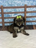 Tink, a female Yorkipoo for sale in Weatherford, TX – 1 of 1